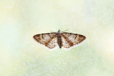 <i class='fa fa-user'></i>&nbsp;Pieter  LJ&nbsp;|  Zwartkamdwergspanner&nbsp; <i class='fa fa-eye'>&nbsp;67</i> &nbsp;<i class='fa fa-thumbs-up'>&nbsp;3</i> &nbsp; <i class='fa fa-comment-o'>&nbsp;4</i>