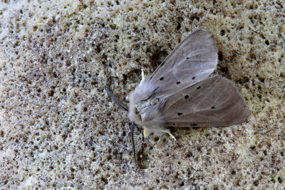 <i class='fa fa-user'></i>&nbsp;Pieter  LJ&nbsp;|  Mendicabeer&nbsp; <i class='fa fa-eye'>&nbsp;65</i> &nbsp;<i class='fa fa-thumbs-up'>&nbsp;1</i> &nbsp; <i class='fa fa-comment-o'>&nbsp;4</i>