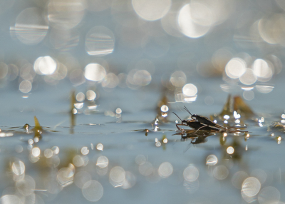 <i class='fa fa-user'></i>&nbsp;Truus Aletta Maan&nbsp;|  Schaatsenrijder&nbsp; <i class='fa fa-eye'>&nbsp;83</i> &nbsp;<i class='fa fa-thumbs-up'>&nbsp;8</i> &nbsp; <i class='fa fa-comment-o'>&nbsp;8</i>