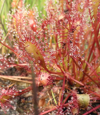 <i class='fa fa-user'></i>&nbsp;rixte&nbsp;|  Kleine Zonnedauw&nbsp; <i class='fa fa-eye'>&nbsp;80</i> &nbsp; <i class='fa fa-comment-o'>&nbsp;4</i>