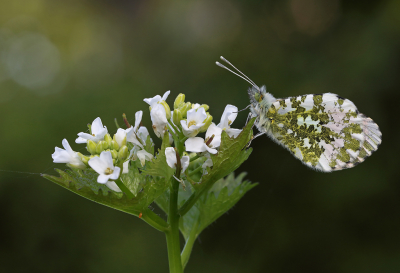 <i class='fa fa-user'></i>&nbsp;Ad Sprang&nbsp;|  Oranjetipje&nbsp; <i class='fa fa-eye'>&nbsp;149</i> &nbsp;<i class='fa fa-thumbs-up'>&nbsp;13</i> &nbsp; <i class='fa fa-comment-o'>&nbsp;12</i>