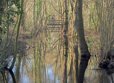 <i class='fa fa-user'></i>&nbsp;Tineke Strijbosch&nbsp;|  Spiegelingen&nbsp; <i class='fa fa-eye'>&nbsp;84</i> &nbsp; <i class='fa fa-comment-o'>&nbsp;4</i>