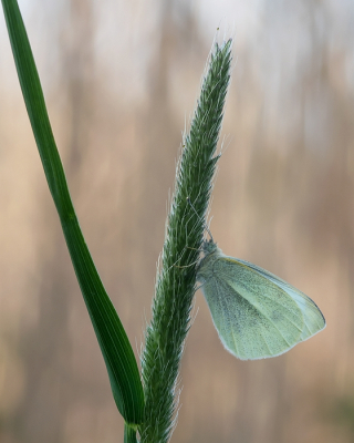 <i class='fa fa-user'></i>&nbsp;Johan van Gurp&nbsp;|  Klein Koolwitje&nbsp; <i class='fa fa-eye'>&nbsp;67</i> &nbsp;<i class='fa fa-thumbs-up'>&nbsp;3</i> &nbsp; <i class='fa fa-comment-o'>&nbsp;3</i>