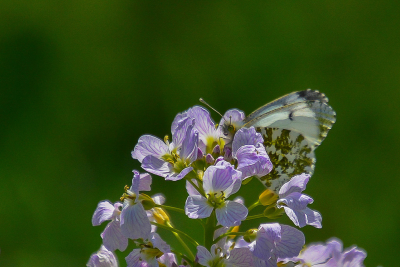 <i class='fa fa-user'></i>&nbsp;Bert Veerman&nbsp;|  Oranjetipje&nbsp; <i class='fa fa-eye'>&nbsp;58</i> &nbsp;<i class='fa fa-thumbs-up'>&nbsp;1</i> &nbsp; <i class='fa fa-comment-o'>&nbsp;1</i>