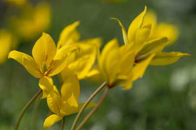 <i class='fa fa-user'></i>&nbsp;Tim Oord&nbsp;|  Bostulp&nbsp; <i class='fa fa-eye'>&nbsp;53</i> &nbsp; <i class='fa fa-comment-o'>&nbsp;1</i>