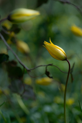 <i class='fa fa-user'></i>&nbsp;Tim Oord&nbsp;|  Bostulp&nbsp; <i class='fa fa-eye'>&nbsp;52</i> &nbsp;<i class='fa fa-thumbs-up'>&nbsp;3</i> &nbsp; <i class='fa fa-comment-o'>&nbsp;3</i>