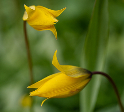 <i class='fa fa-user'></i>&nbsp;Tim Oord&nbsp;|  Bostulp&nbsp; <i class='fa fa-eye'>&nbsp;59</i> &nbsp;<i class='fa fa-thumbs-up'>&nbsp;1</i> &nbsp; <i class='fa fa-comment-o'>&nbsp;2</i>