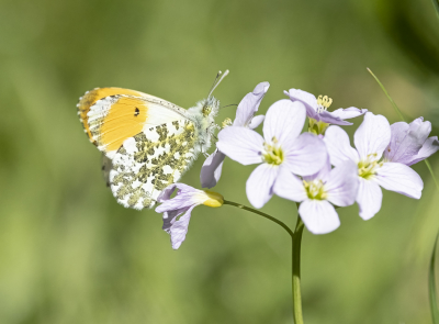 <i class='fa fa-user'></i>&nbsp;momo&nbsp;|  Oranjetipje&nbsp; <i class='fa fa-eye'>&nbsp;64</i> &nbsp; <i class='fa fa-comment-o'>&nbsp;2</i>