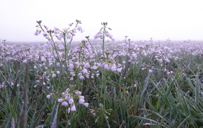 <i class='fa fa-user'></i>&nbsp;nelappelmelk&nbsp;|  Pinksterbloem&nbsp; <i class='fa fa-eye'>&nbsp;98</i> &nbsp;<i class='fa fa-thumbs-up'>&nbsp;2</i> &nbsp; <i class='fa fa-comment-o'>&nbsp;7</i>