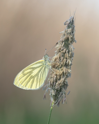 <i class='fa fa-user'></i>&nbsp;Johan van Gurp&nbsp;|  Klein Geaderd Witje&nbsp; <i class='fa fa-eye'>&nbsp;55</i> &nbsp;<i class='fa fa-thumbs-up'>&nbsp;2</i> &nbsp; <i class='fa fa-comment-o'>&nbsp;4</i>