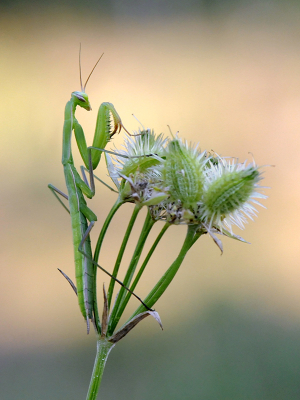 <i class='fa fa-user'></i>&nbsp;Mignon-Creative&nbsp;|  Europese Bidsprinkhaan&nbsp; <i class='fa fa-eye'>&nbsp;86</i> &nbsp;<i class='fa fa-thumbs-up'>&nbsp;5</i> &nbsp; <i class='fa fa-comment-o'>&nbsp;6</i>