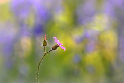 <i class='fa fa-user'></i>&nbsp;Nel R&nbsp;|  Robertskruid&nbsp; <i class='fa fa-eye'>&nbsp;73</i> &nbsp;<i class='fa fa-thumbs-up'>&nbsp;9</i> &nbsp; <i class='fa fa-comment-o'>&nbsp;8</i>