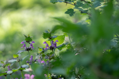 <i class='fa fa-user'></i>&nbsp;Tim Oord&nbsp;|  Paarse Dovenetel&nbsp; <i class='fa fa-eye'>&nbsp;54</i> &nbsp;<i class='fa fa-thumbs-up'>&nbsp;3</i> &nbsp; <i class='fa fa-comment-o'>&nbsp;4</i>