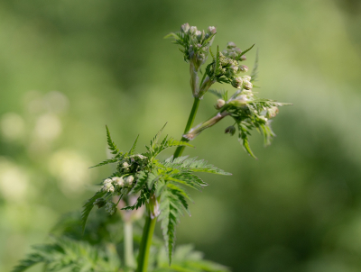 <i class='fa fa-user'></i>&nbsp;Tim Oord&nbsp;|  Fluitenkruid&nbsp; <i class='fa fa-eye'>&nbsp;35</i> &nbsp; <i class='fa fa-comment-o'>&nbsp;0</i>