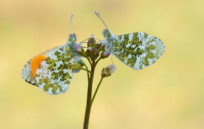 <i class='fa fa-user'></i>&nbsp;Tom&nbsp;|  Oranjetipje&nbsp; <i class='fa fa-eye'>&nbsp;105</i> &nbsp;<i class='fa fa-thumbs-up'>&nbsp;10</i> &nbsp; <i class='fa fa-comment-o'>&nbsp;4</i>