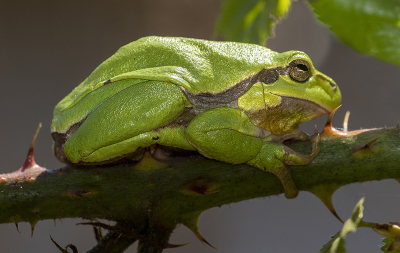 <i class='fa fa-user'></i>&nbsp;Bertus&nbsp;|  Europese Boomkikker&nbsp; <i class='fa fa-eye'>&nbsp;102</i> &nbsp;<i class='fa fa-thumbs-up'>&nbsp;4</i> &nbsp; <i class='fa fa-comment-o'>&nbsp;4</i>