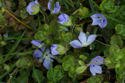 <i class='fa fa-user'></i>&nbsp;frbeuming&nbsp;|  Gewone Ereprijs&nbsp; <i class='fa fa-eye'>&nbsp;40</i> &nbsp; <i class='fa fa-comment-o'>&nbsp;0</i>