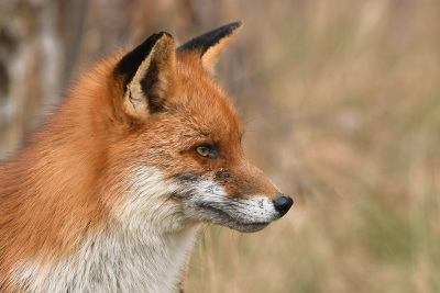 <i class='fa fa-user'></i>&nbsp;Eric Gibcus&nbsp;|  Vos&nbsp; <i class='fa fa-eye'>&nbsp;96</i> &nbsp; <i class='fa fa-comment-o'>&nbsp;3</i>