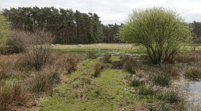 <i class='fa fa-user'></i>&nbsp;Ben Aalders&nbsp;|  Drassig landschap&nbsp; <i class='fa fa-eye'>&nbsp;68</i> &nbsp;<i class='fa fa-thumbs-up'>&nbsp;1</i> &nbsp; <i class='fa fa-comment-o'>&nbsp;2</i>