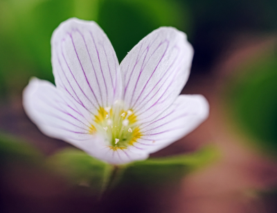 <i class='fa fa-user'></i>&nbsp;janvangastel&nbsp;|  Witte Klaverzuring&nbsp; <i class='fa fa-eye'>&nbsp;52</i> &nbsp; <i class='fa fa-comment-o'>&nbsp;2</i>