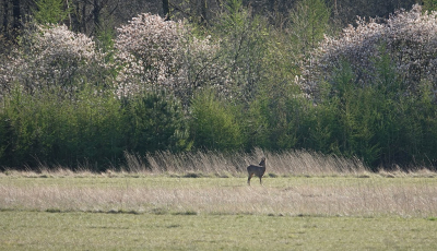 <i class='fa fa-user'></i>&nbsp;Ben Aalders&nbsp;|  Aekingerzand&nbsp; <i class='fa fa-eye'>&nbsp;83</i> &nbsp;<i class='fa fa-thumbs-up'>&nbsp;1</i> &nbsp; <i class='fa fa-comment-o'>&nbsp;2</i>