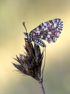 <i class='fa fa-user'></i>&nbsp;Mignon-Creative&nbsp;|  Spaanse Pijpbloemvlinder&nbsp; <i class='fa fa-eye'>&nbsp;125</i> &nbsp;<i class='fa fa-thumbs-up'>&nbsp;15</i> &nbsp; <i class='fa fa-comment-o'>&nbsp;12</i>