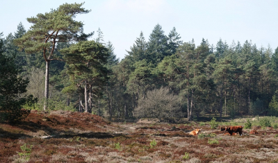 <i class='fa fa-user'></i>&nbsp;Ben Aalders&nbsp;|  Heidelandschap&nbsp; <i class='fa fa-eye'>&nbsp;106</i> &nbsp;<i class='fa fa-thumbs-up'>&nbsp;3</i> &nbsp; <i class='fa fa-comment-o'>&nbsp;7</i>