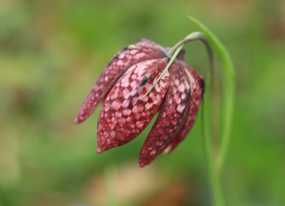 <i class='fa fa-user'></i>&nbsp;Tineke Strijbosch&nbsp;|  Wilde Kievitsbloem&nbsp; <i class='fa fa-eye'>&nbsp;60</i> &nbsp; <i class='fa fa-comment-o'>&nbsp;4</i>