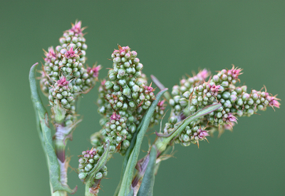 <i class='fa fa-user'></i>&nbsp;Paul Vandebroek&nbsp;|  Zuring sp.&nbsp; <i class='fa fa-eye'>&nbsp;64</i> &nbsp;<i class='fa fa-thumbs-up'>&nbsp;1</i> &nbsp; <i class='fa fa-comment-o'>&nbsp;3</i>