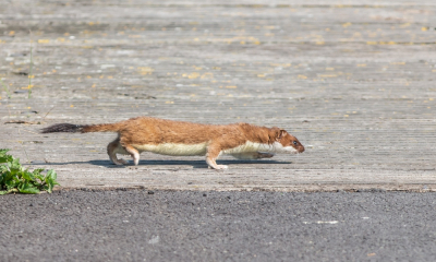 <i class='fa fa-user'></i>&nbsp;pietwil&nbsp;|  Hermelijn&nbsp; <i class='fa fa-eye'>&nbsp;162</i> &nbsp;<i class='fa fa-thumbs-up'>&nbsp;5</i> &nbsp; <i class='fa fa-comment-o'>&nbsp;7</i>