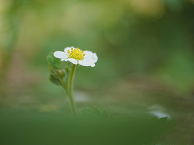 <i class='fa fa-user'></i>&nbsp;janvangastel&nbsp;|  Bosaardbei&nbsp; <i class='fa fa-eye'>&nbsp;66</i> &nbsp;<i class='fa fa-thumbs-up'>&nbsp;4</i> &nbsp; <i class='fa fa-comment-o'>&nbsp;3</i>