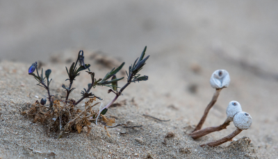 <i class='fa fa-user'></i>&nbsp;Eef Kieft&nbsp;|  Langstelige Stuifbal&nbsp; <i class='fa fa-eye'>&nbsp;93</i> &nbsp;<i class='fa fa-thumbs-up'>&nbsp;2</i> &nbsp; <i class='fa fa-comment-o'>&nbsp;4</i>