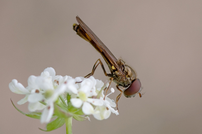 <i class='fa fa-user'></i>&nbsp;Johan van Gurp&nbsp;|  Slanke Driehoekszweefvlieg&nbsp; <i class='fa fa-eye'>&nbsp;73</i> &nbsp;<i class='fa fa-thumbs-up'>&nbsp;1</i> &nbsp; <i class='fa fa-comment-o'>&nbsp;4</i>
