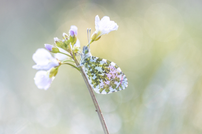 <i class='fa fa-user'></i>&nbsp;EllenStegeman&nbsp;|  Oranjetipje&nbsp; <i class='fa fa-eye'>&nbsp;112</i> &nbsp;<i class='fa fa-thumbs-up'>&nbsp;6</i> &nbsp; <i class='fa fa-comment-o'>&nbsp;8</i>