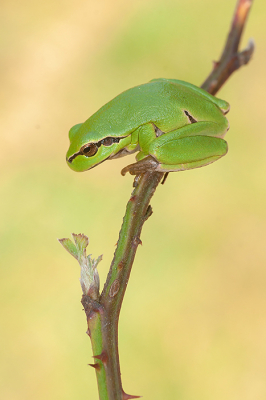 <i class='fa fa-user'></i>&nbsp;Tom&nbsp;|  Europese Boomkikker&nbsp; <i class='fa fa-eye'>&nbsp;127</i> &nbsp;<i class='fa fa-thumbs-up'>&nbsp;13</i> &nbsp; <i class='fa fa-comment-o'>&nbsp;6</i>