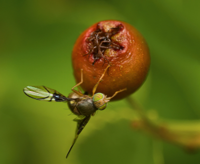 <i class='fa fa-user'></i>&nbsp;janvangastel&nbsp;|  Meidoornboorvlieg&nbsp; <i class='fa fa-eye'>&nbsp;67</i> &nbsp;<i class='fa fa-thumbs-up'>&nbsp;3</i> &nbsp; <i class='fa fa-comment-o'>&nbsp;1</i>