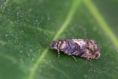 <i class='fa fa-user'></i>&nbsp;Robert Rodenburg&nbsp;|  Eikendwergbladroller&nbsp; <i class='fa fa-eye'>&nbsp;51</i> &nbsp;<i class='fa fa-thumbs-up'>&nbsp;6</i> &nbsp; <i class='fa fa-comment-o'>&nbsp;6</i>