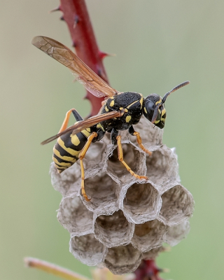 <i class='fa fa-user'></i>&nbsp;Johan van Gurp&nbsp;|  Bergveldwesp&nbsp; <i class='fa fa-eye'>&nbsp;72</i> &nbsp;<i class='fa fa-thumbs-up'>&nbsp;5</i> &nbsp; <i class='fa fa-comment-o'>&nbsp;4</i>
