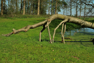 <i class='fa fa-user'></i>&nbsp;frbeuming&nbsp;|  Omgewaaide Beukenboom&nbsp; <i class='fa fa-eye'>&nbsp;74</i> &nbsp;<i class='fa fa-thumbs-up'>&nbsp;1</i> &nbsp; <i class='fa fa-comment-o'>&nbsp;3</i>