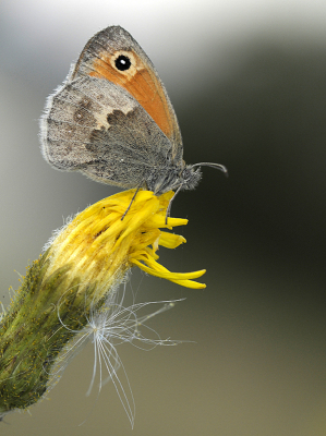 <i class='fa fa-user'></i>&nbsp;Mignon-Creative&nbsp;|  Hooibeestje&nbsp; <i class='fa fa-eye'>&nbsp;57</i> &nbsp;<i class='fa fa-thumbs-up'>&nbsp;4</i> &nbsp; <i class='fa fa-comment-o'>&nbsp;4</i>