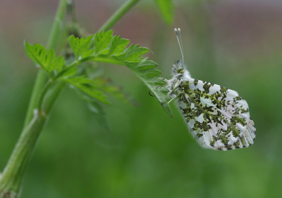 <i class='fa fa-user'></i>&nbsp;Ad Sprang&nbsp;|  Oranjetipje&nbsp; <i class='fa fa-eye'>&nbsp;98</i> &nbsp;<i class='fa fa-thumbs-up'>&nbsp;9</i> &nbsp; <i class='fa fa-comment-o'>&nbsp;6</i>