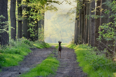 <i class='fa fa-user'></i>&nbsp;robert-jan&nbsp;|  Ree&nbsp; <i class='fa fa-eye'>&nbsp;80</i> &nbsp; <i class='fa fa-comment-o'>&nbsp;4</i>