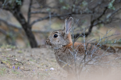 <i class='fa fa-user'></i>&nbsp;Eef Kieft&nbsp;|  Konijn&nbsp; <i class='fa fa-eye'>&nbsp;64</i> &nbsp; <i class='fa fa-comment-o'>&nbsp;0</i>