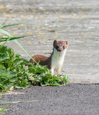 <i class='fa fa-user'></i>&nbsp;pietwil&nbsp;|  Hermelijn&nbsp; <i class='fa fa-eye'>&nbsp;103</i> &nbsp;<i class='fa fa-thumbs-up'>&nbsp;4</i> &nbsp; <i class='fa fa-comment-o'>&nbsp;2</i>