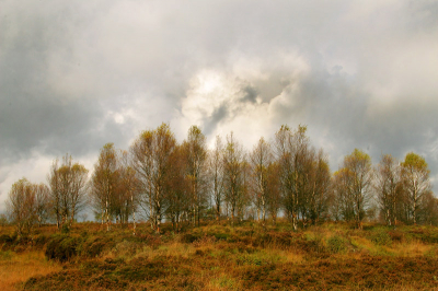 <i class='fa fa-user'></i> Rudi Debruyne | Landschap in de Hoge Venen  <i class='fa fa-eye'> 208</i>   <i class='fa fa-comment-o'> 7</i>