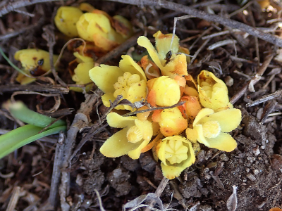 <i class='fa fa-user'></i>&nbsp;A. Soeting&nbsp;|  Gele Hypocist&nbsp; <i class='fa fa-eye'>&nbsp;63</i> &nbsp; <i class='fa fa-comment-o'>&nbsp;4</i>