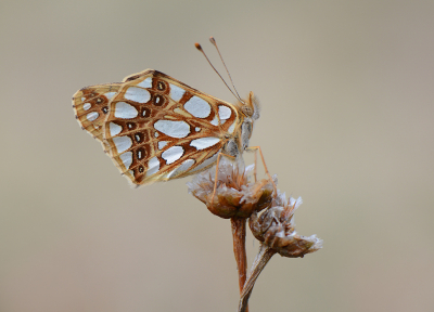 <i class='fa fa-user'></i>&nbsp;koekieman&nbsp;|  Kleine Parelmoervlinder&nbsp; <i class='fa fa-eye'>&nbsp;104</i> &nbsp;<i class='fa fa-thumbs-up'>&nbsp;6</i> &nbsp; <i class='fa fa-comment-o'>&nbsp;7</i>