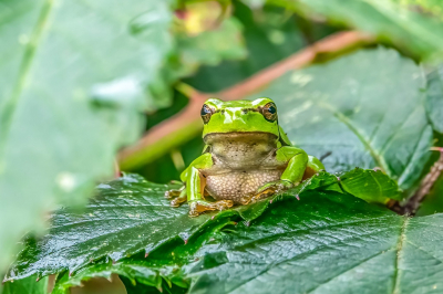 <i class='fa fa-user'></i>&nbsp;harrie69&nbsp;|  Europese Boomkikker&nbsp; <i class='fa fa-eye'>&nbsp;95</i> &nbsp;<i class='fa fa-thumbs-up'>&nbsp;2</i> &nbsp; <i class='fa fa-comment-o'>&nbsp;4</i>