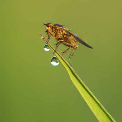 <i class='fa fa-user'></i>&nbsp;Reinier van den Born&nbsp;|  Strontvlieg&nbsp; <i class='fa fa-eye'>&nbsp;95</i> &nbsp;<i class='fa fa-thumbs-up'>&nbsp;9</i> &nbsp; <i class='fa fa-comment-o'>&nbsp;8</i>