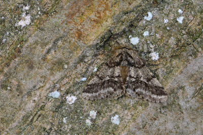 <i class='fa fa-user'></i>&nbsp;Robert Rodenburg&nbsp;|  Dunvlerkspanner&nbsp; <i class='fa fa-eye'>&nbsp;72</i> &nbsp;<i class='fa fa-thumbs-up'>&nbsp;11</i> &nbsp; <i class='fa fa-comment-o'>&nbsp;11</i>